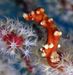 Pygmy sea horse near Moalboal. Casio exilim by Andrew Macleod 